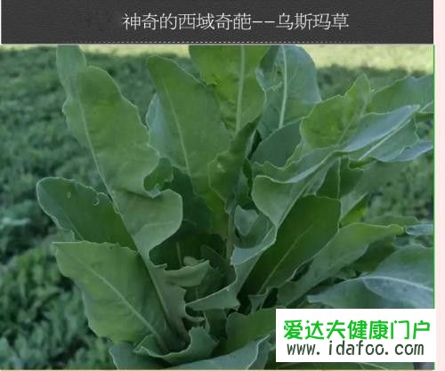 奧斯曼草是不是板藍(lán)根 新疆奧斯曼草是什么味道