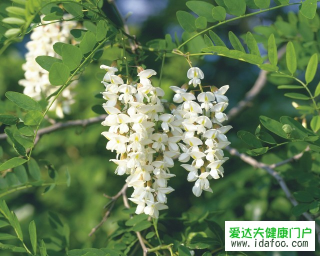 洋槐花是什么樣子的？洋槐花的營養(yǎng)價(jià)值？