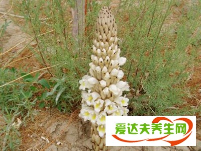 號(hào)稱(chēng)沙漠人參的植物功效與作用