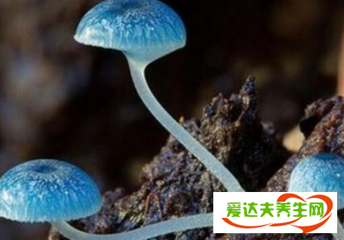 炫藍(lán)蘑菇有毒嗎 吃了眼睛會(huì)變藍(lán)嗎