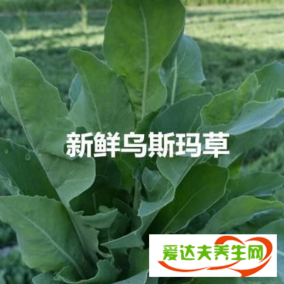 奧斯曼草可以涂睫毛嗎 能濃眉嗎