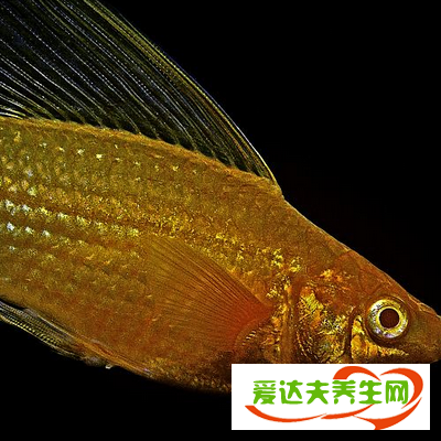 瑪麗魚怎么分公母 生小魚前兆