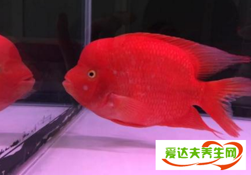 紅魔鬼魚(yú)的風(fēng)水作用 和鸚鵡魚(yú)有什么區(qū)別