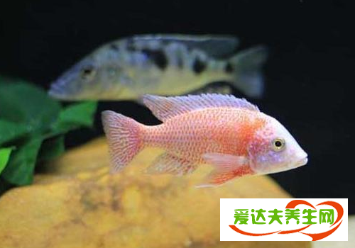 馬鯛魚可以和什么混養(yǎng) 壽命有多長(zhǎng)