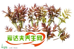 香椿種植