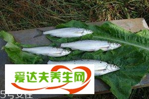 白條魚(yú)