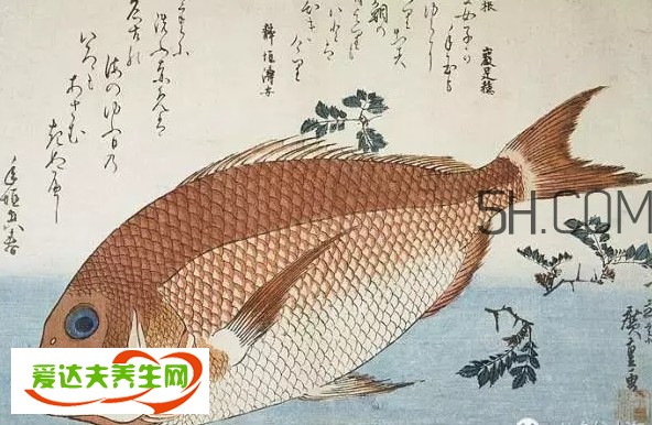 銅盆魚