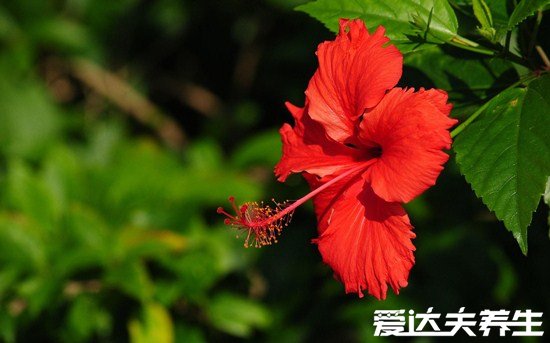 家里千萬不能養(yǎng)的6種花，夜來香開花后連空氣都是有毒的