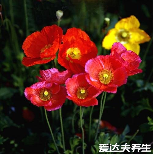 家里千萬不能養(yǎng)的6種花，夜來香開花后連空氣都是有毒的