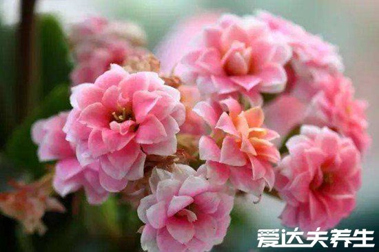 家里千萬不能養(yǎng)的6種花，夜來香開花后連空氣都是有毒的