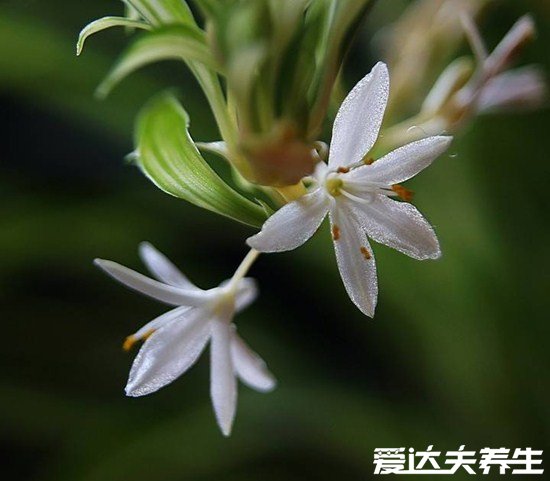 家里千萬不能養(yǎng)的6種花，夜來香開花后連空氣都是有毒的