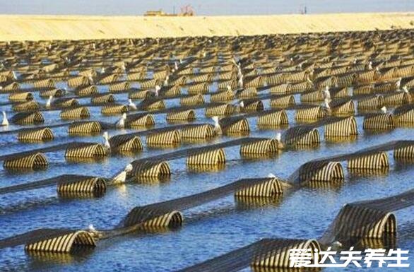 海參哪一種海參比較好，淡干工藝的純野生海參最好