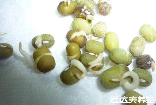 綠豆芽的生長(zhǎng)過(guò)程記錄，最詳細(xì)發(fā)芽觀察日記(圖文)