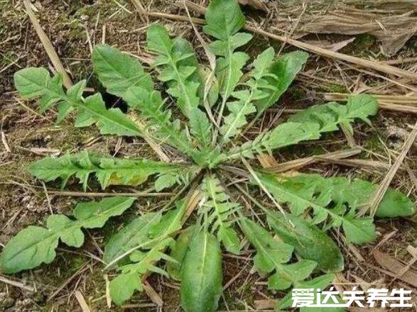 薺菜的功效與作用，能夠抗菌消炎預(yù)防癌癥還能保護(hù)眼睛(圖片)