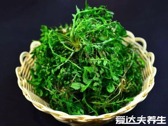 薺菜的功效與作用，能夠抗菌消炎預(yù)防癌癥還能保護(hù)眼睛(圖片)