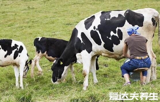 生牛乳是什么意思它與純牛奶有什么區(qū)別，看清這三點(diǎn)千萬別融混