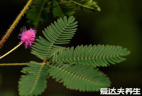 會害羞的含羞草圖片大全，有預(yù)測天氣和地震的特點