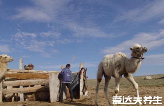 駱駝奶的功效和作用，不僅可以促進(jìn)生長還能降血糖