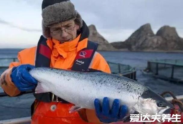 虹鱒魚和三文魚的區(qū)別，肉質(zhì)口感/外觀/價格有很大區(qū)別