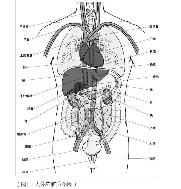 人體內(nèi)臟器官位置分圖布，人體的四大系統(tǒng)和五臟六腑的位置詳解