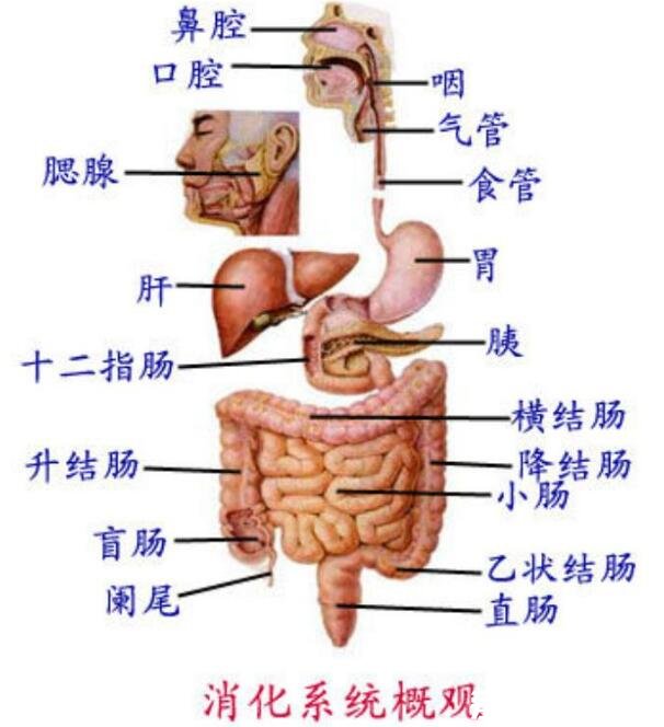 人體內(nèi)臟器官位置分圖布，人體的四大系統(tǒng)和五臟六腑的位置詳解