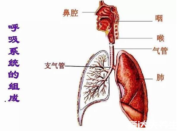 人體內(nèi)臟器官位置分圖布，人體的四大系統(tǒng)和五臟六腑的位置詳解