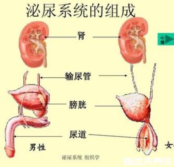 人體內(nèi)臟器官位置分圖布，人體的四大系統(tǒng)和五臟六腑的位置詳解