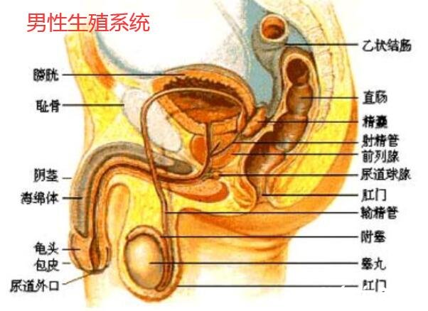 人體內(nèi)臟器官位置分圖布，人體的四大系統(tǒng)和五臟六腑的位置詳解