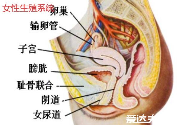 人體內(nèi)臟器官位置分圖布，人體的四大系統(tǒng)和五臟六腑的位置詳解