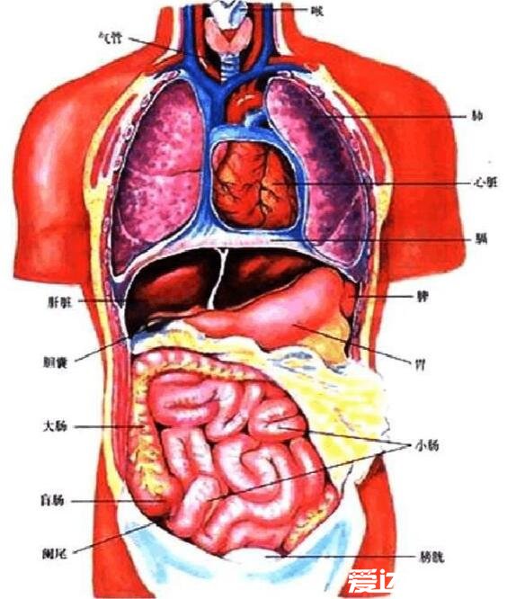 人體內(nèi)臟器官位置分布圖，五臟六腑的位置分布及功能介紹