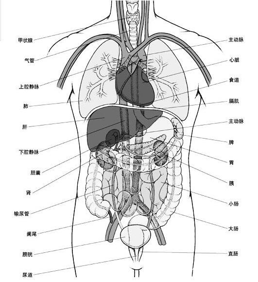 人體內(nèi)臟器官位置分布圖，五臟六腑的位置分布及功能介紹