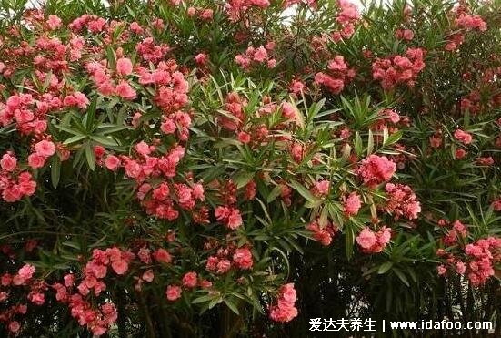 家里千萬(wàn)不能養(yǎng)的6種花，夾竹桃不僅影響運(yùn)勢(shì)還有毒