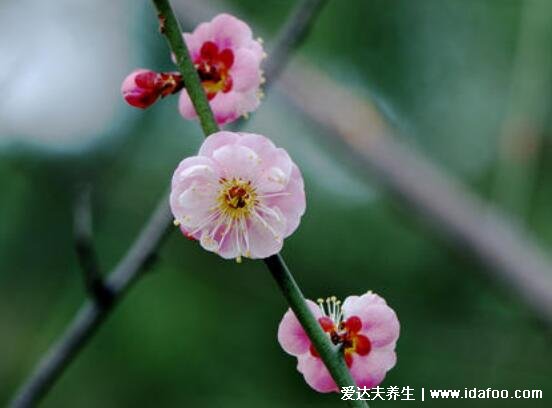 家里千萬(wàn)不能養(yǎng)的6種花，夾竹桃不僅影響運(yùn)勢(shì)還有毒