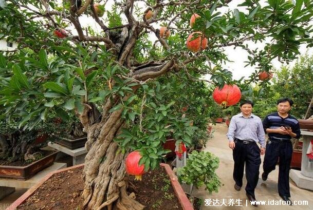 排名第一最好的鎮(zhèn)宅樹，桂樹富貴安康最旺宅(附五種樹不能養(yǎng))