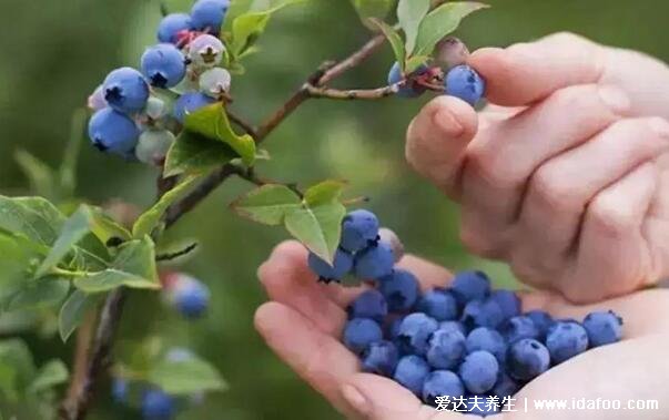 男人必知4大壯陽水果，桑葚/獼猴桃/荔枝/藍(lán)莓(附壯陽食物)