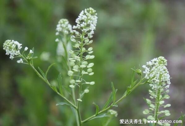 上巳節(jié)的風俗是什么意思，三月三吃薺菜煮雞蛋(去災(zāi)禍)