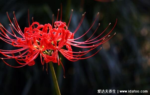 繡球花為什么又叫死人花，繡球花的花語寓意(家里千萬不能養(yǎng)6種花)