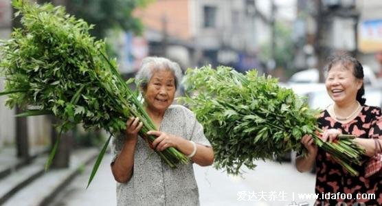 端午節(jié)為什么要掛艾草，驅(qū)鬼辟邪求吉祥