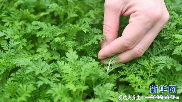 最真實的青蒿圖片，青蒿和艾草的區(qū)別（艾草更香）