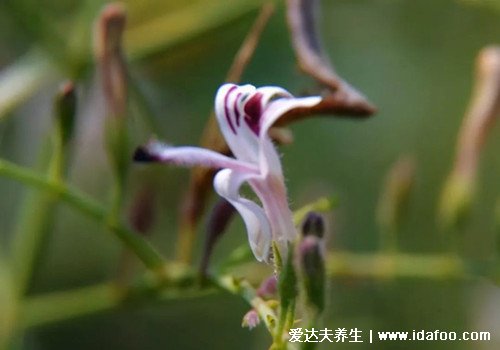 最全穿心蓮圖片，葉子圓潤狹長有白色花朵