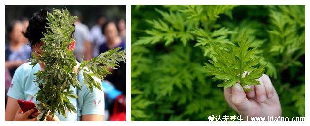 不同形態(tài)艾草長什么樣子圖片，艾蒿和艾草有什么區(qū)別