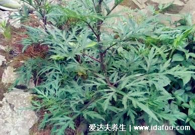 不同形態(tài)艾草長什么樣子圖片，艾蒿和艾草有什么區(qū)別