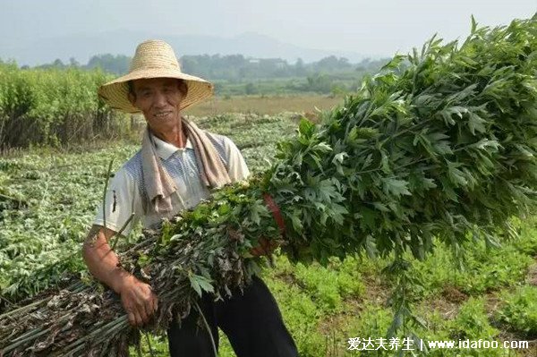 不同形態(tài)艾草長什么樣子圖片，艾蒿和艾草有什么區(qū)別