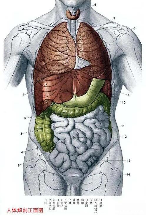 人體解剖圖各器官位置圖高清，內(nèi)臟器官位置分布圖及功能介紹