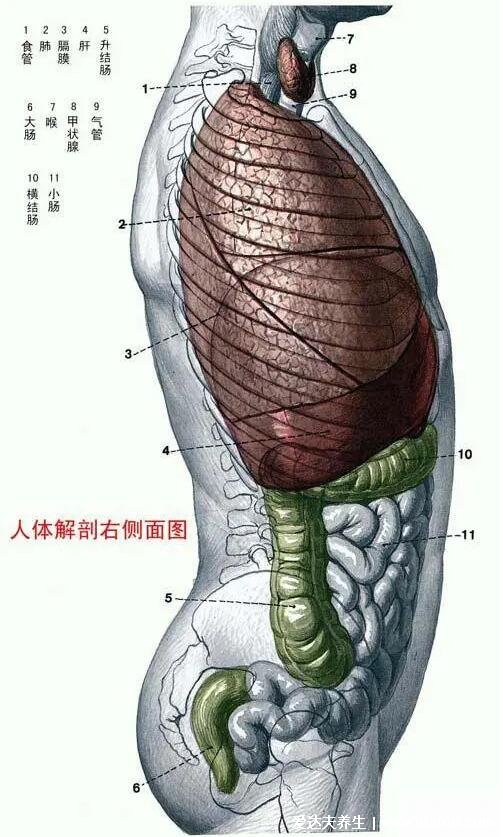 人體解剖圖各器官位置圖高清，內(nèi)臟器官位置分布圖及功能介紹