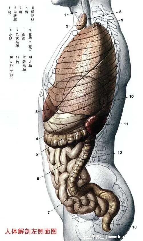 人體解剖圖各器官位置圖高清，內(nèi)臟器官位置分布圖及功能介紹