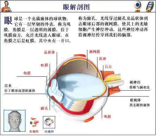 人體解剖圖各器官位置圖高清，內(nèi)臟器官位置分布圖及功能介紹