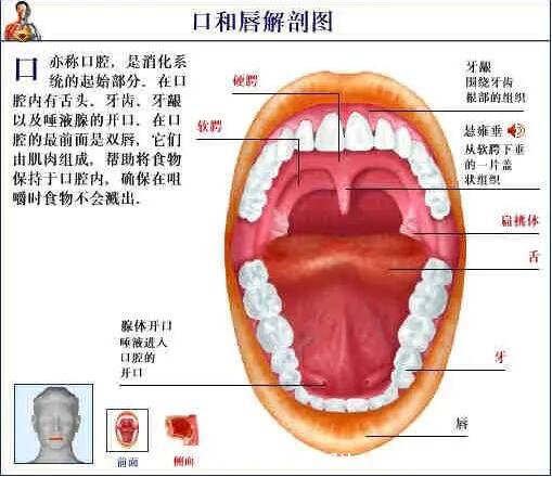 人體解剖圖各器官位置圖高清，內(nèi)臟器官位置分布圖及功能介紹