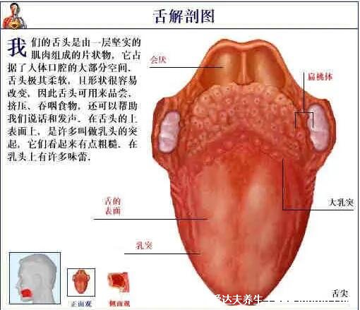 人體解剖圖各器官位置圖高清，內(nèi)臟器官位置分布圖及功能介紹