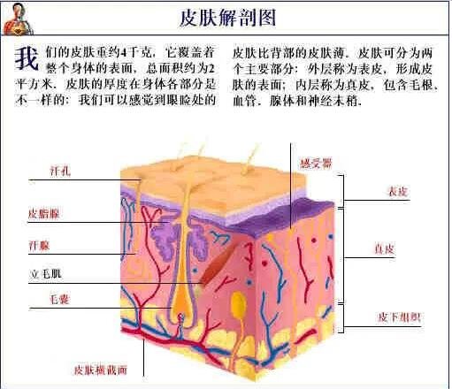 人體解剖圖各器官位置圖高清，內(nèi)臟器官位置分布圖及功能介紹